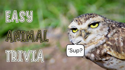 trivia for today|Trivia Bliss .